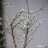 Bó Tuyết Mai G002157