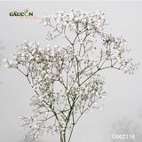 Cành baby Hà Lan G002158