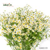 Bó cúc tana G002159