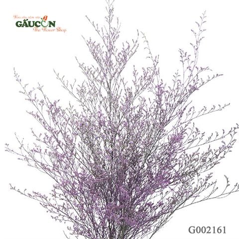 Bó sao tím G002161