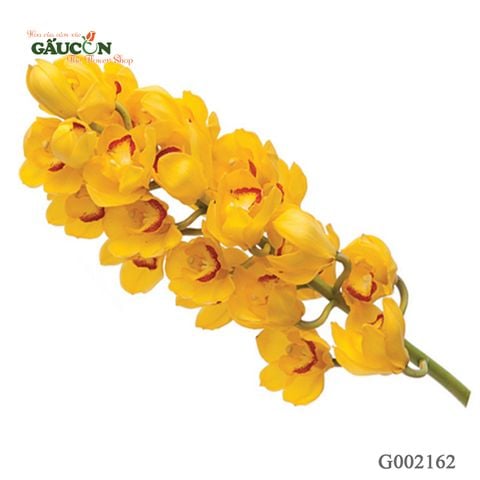 Địa lan vàng G002162