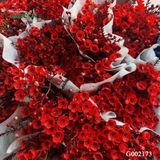 Thanh liễu đỏ G002173