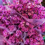 Thanh liễu hồng G002174