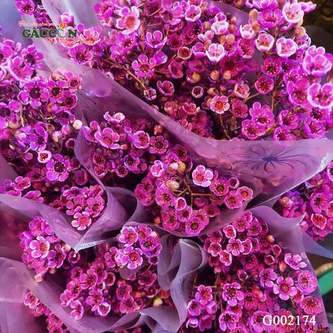 Thanh liễu hồng G002174