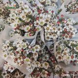 Thanh liễu trắng G002175