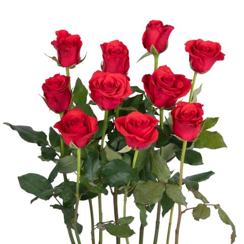 Hồng Đỏ Sa - 10 cành