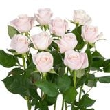 Hồng Kem -10 cành