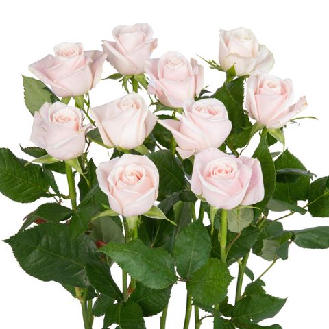 Hồng Kem -10 cành