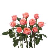 Hồng London Cam -10 cành