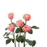 Hồng London Cam -5 cành