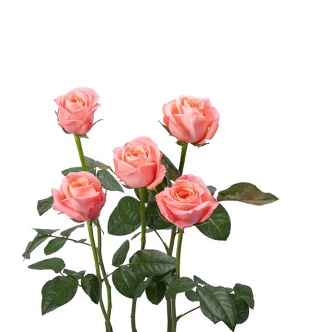 Hồng London Cam -5 cành