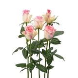 Hồng song hỷ-5 cành