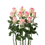 Hồng Song Hỷ -10 cành