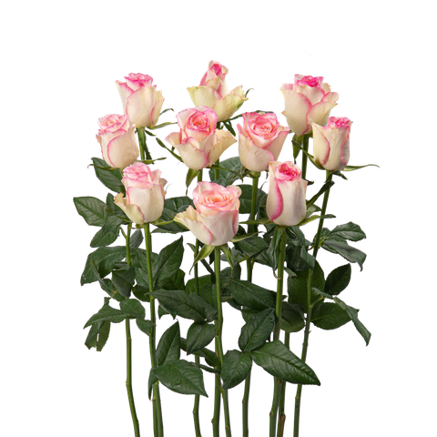 Hồng Song Hỷ -10 cành