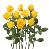 Hồng Vàng -10 cành