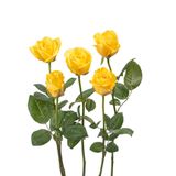 Hồng Vàng -5 cành