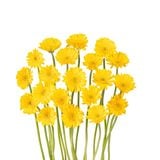 Đồng tiền nhí màu vàng