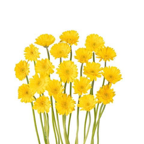 Đồng tiền nhí màu vàng