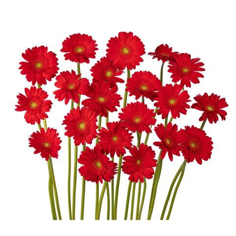 Đồng tiền nhí màu đỏ