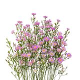 Thạch Thảo Trắng