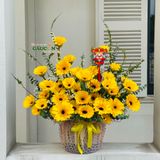 Chậu đồng tiền 39 hoa màu vàng