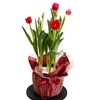 Chậu tulip đỏ 10 cành