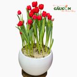Chậu tulip đỏ 20 cành (chậu sứ)