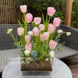 Hộp mica tulip 20 cành