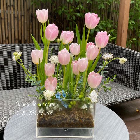 Hộp mica tulip 20 cành