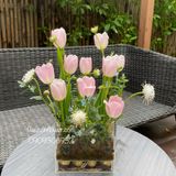 Hộp mica tulip 10 cành