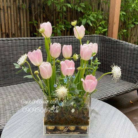 Hộp mica tulip 10 cành