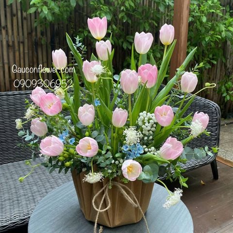 Chậu tulip 20 cành