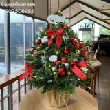 Cây thông từ lá thông Đan Mạch mix lá sơn tùng (đỏ)