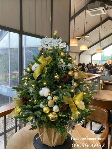 Cây thông từ lá thông Đan Mạch mix lá sơn tùng (vàng)