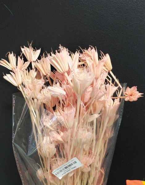 Hoa bát giác hồng 001 