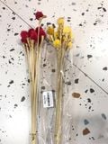  Hoa thiên nhật 001 
