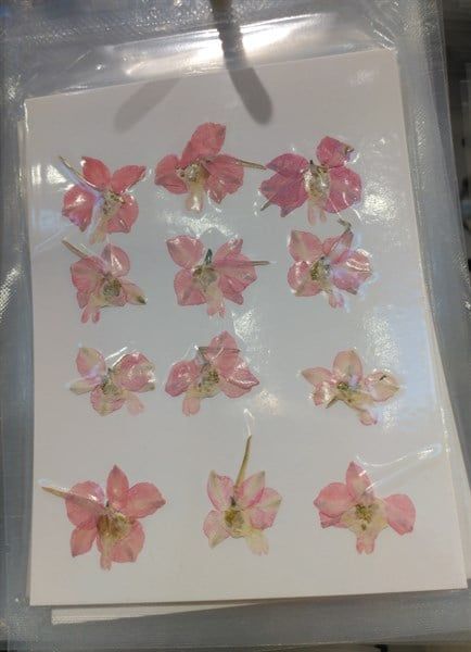  Hoa Khô Trang Trí Set 12 Bông 02 