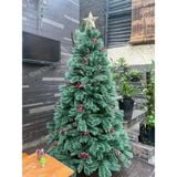  Cây thông Cước nở hoa có trái 2m-A6N6.6 