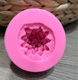  Khuôn xương rồng số 6 