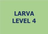 Lớp vẽ trung cấp I - Level 4 