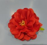  Cúc pháp đỏ 