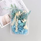  Set Hoa Khô Hộp Màu Xanh 