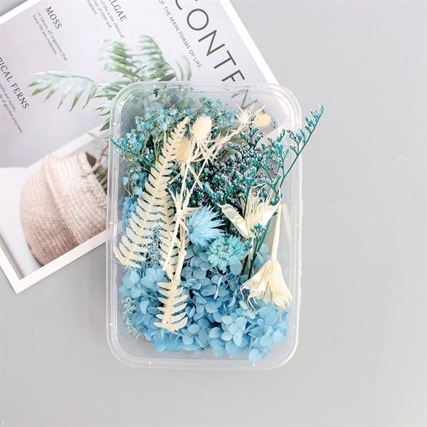  Set Hoa Khô Hộp Màu Xanh 