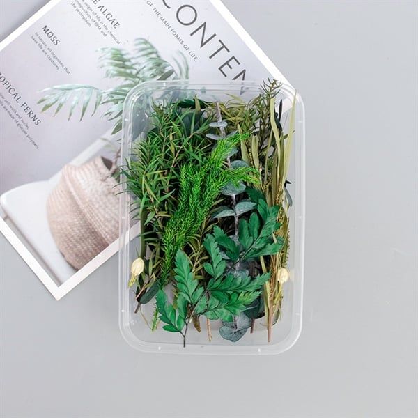  Set Hoa Khô Hộp Lá Cây 