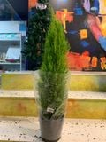  Tùng thơm 60-70 cm 