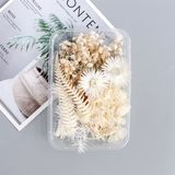  Set Hoa Khô Hộp Màu Trắng 