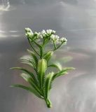  Cỏ điểm 