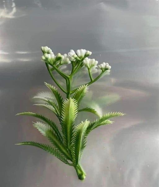  Cỏ điểm 