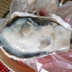 Hàu Nhật Bản size to 6-7 con/kg