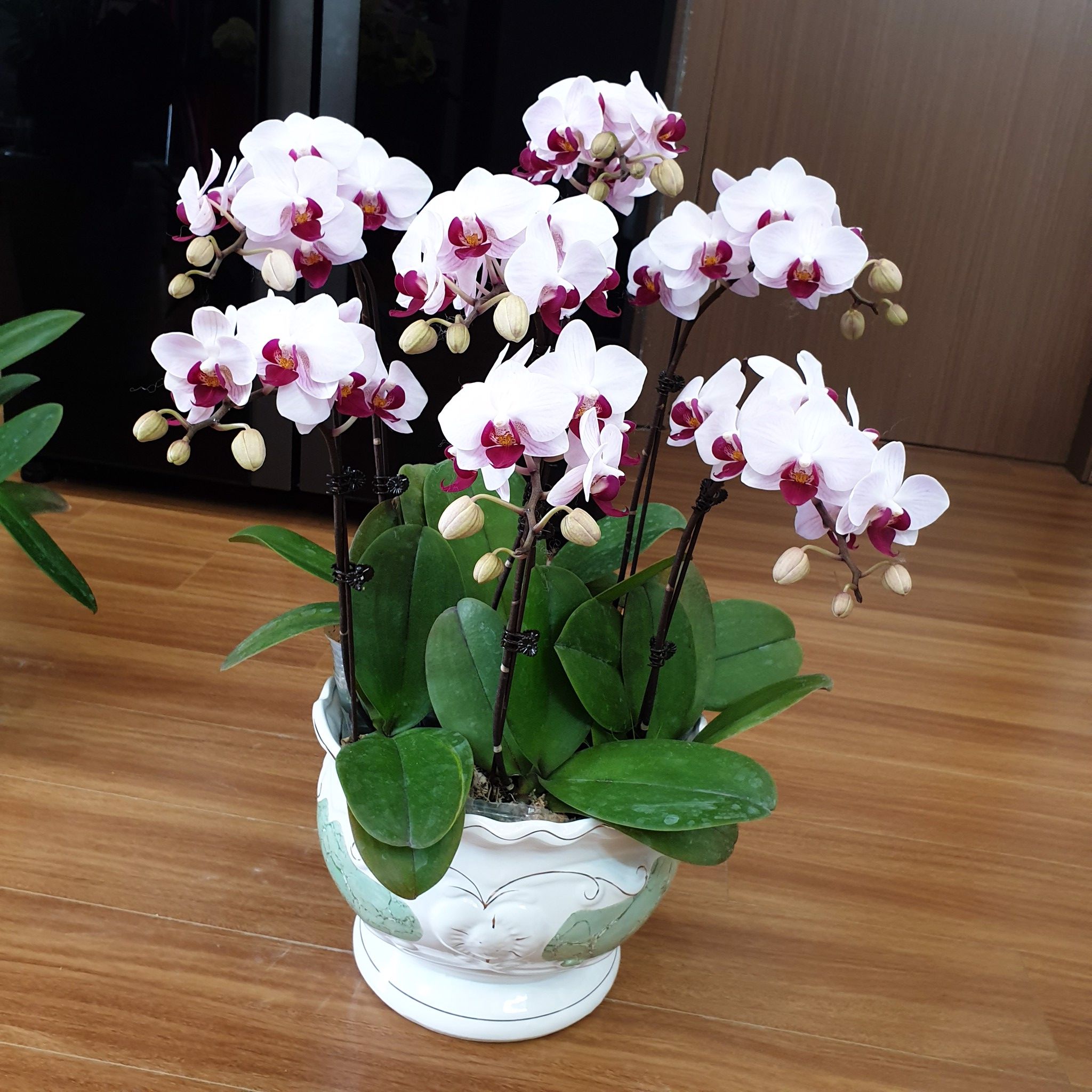 Chậu Lan trắng mini để bàn 7 cây – Hải sản Hùng Cường